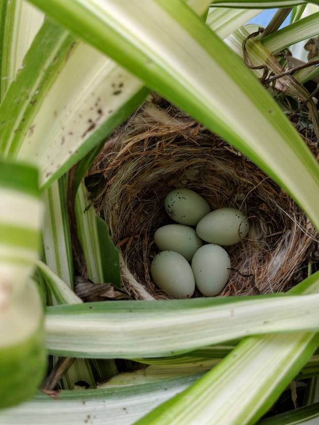 30127909_10156339493116255_5460782923789631488_n